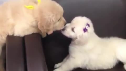 Intimate puppy