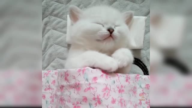 Baby Cats - Cute and Funny Cat Videos Compilation Animals.