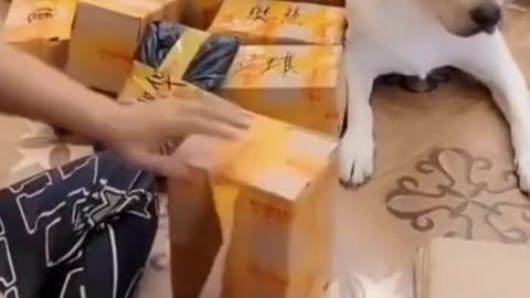 #Very Cute Dog#Helping his owner II# Cute Dog#Shorts#Youtubeshorts