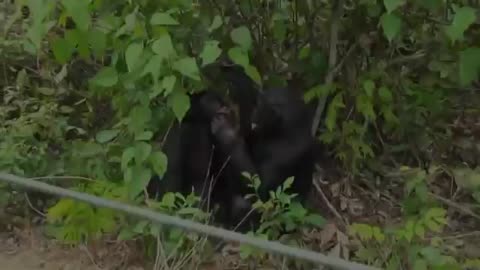 Mating between monkeys