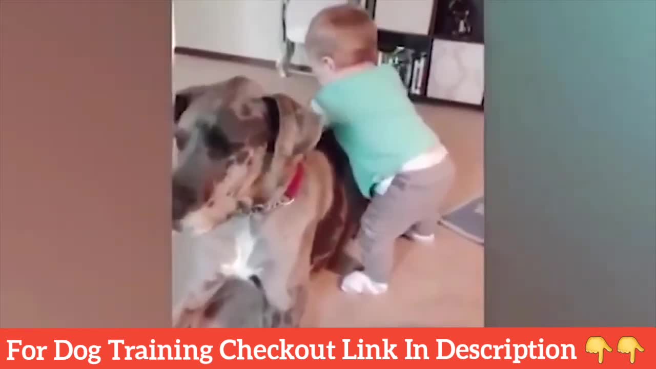 Dog playing with Little Baby