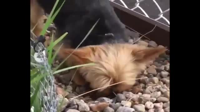 Funny and Cute Yorkie Puppy Compilation