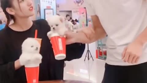 Cute Dog 🐕 Video