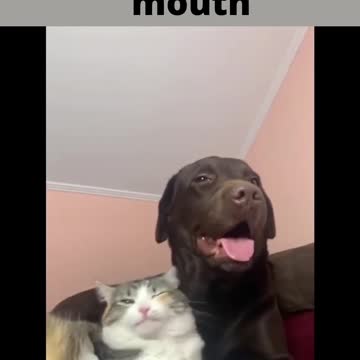 dog saliva got into the cat's mouth
