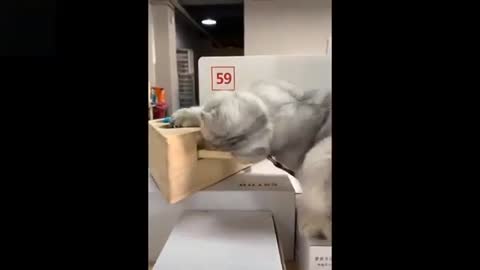 The most adorable puppies and kittens!!!🤣😂