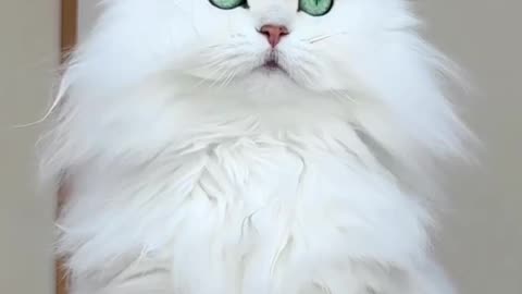 😘 Wow ! White cat||beautiful cat||beautiful animals.