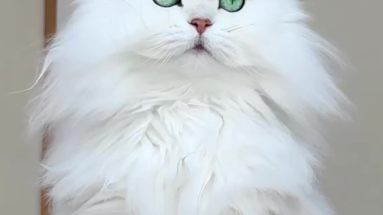 😘 Wow ! White cat||beautiful cat||beautiful animals.