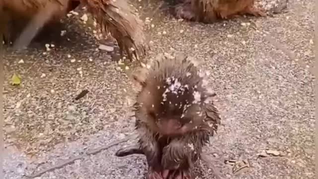 Small monkey playing children
