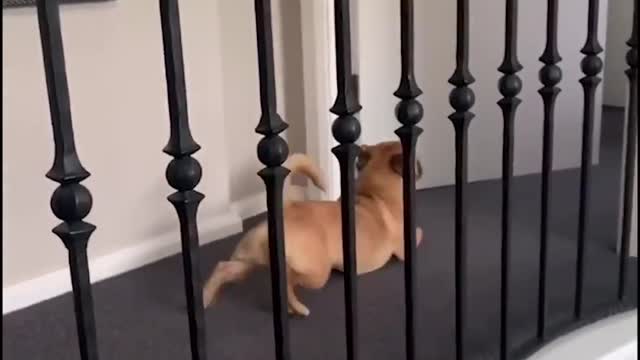 Dog mocks Corgi