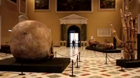 OSSOS DE GIGANTE EXPOSTOS EM MUSEU ITALIANO