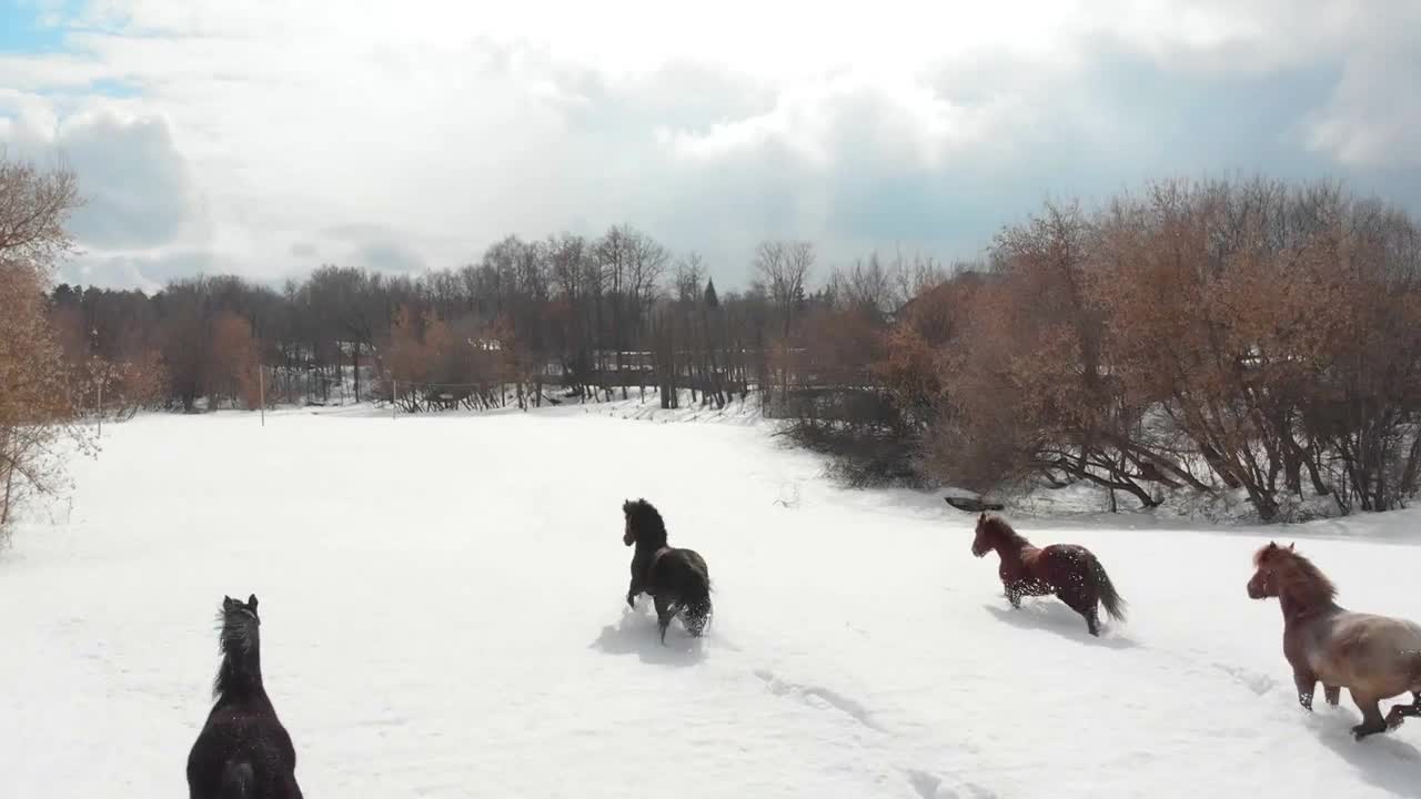 Four horses running on a snowy ground. Aerial view