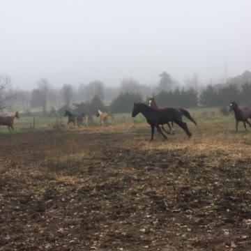 Horses running around in the pasture