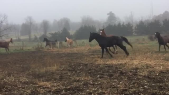 Horses running around in the pasture