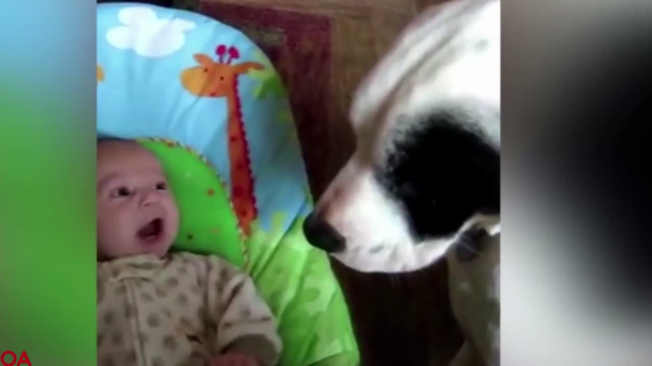 Happy pup is absolutely ecstatic for first pool party