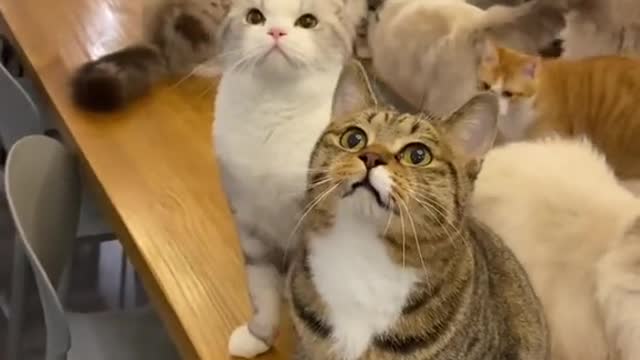 Come and get your girlfriend | cute funny cats video |