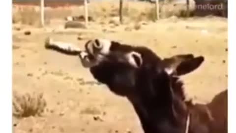 very funny Horse after drinking wine