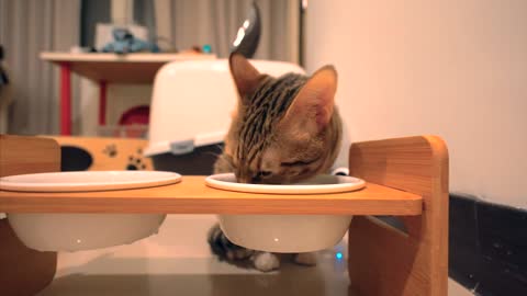 Cat eating ASMR