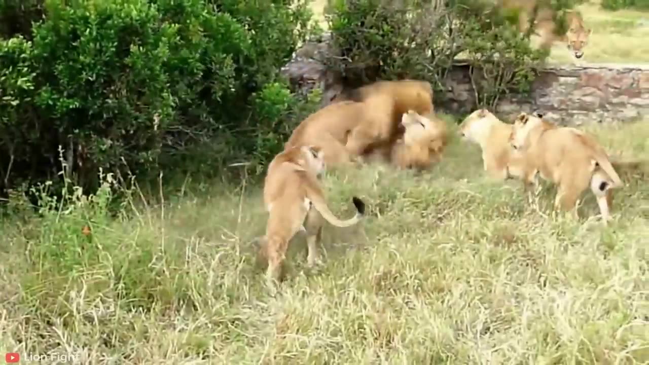 15 MOST HORRIFIC Lion Attacks Caught on Camera _ Pet Spot