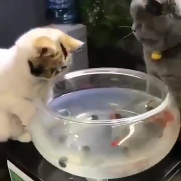 One cat doesn't want to share his food.