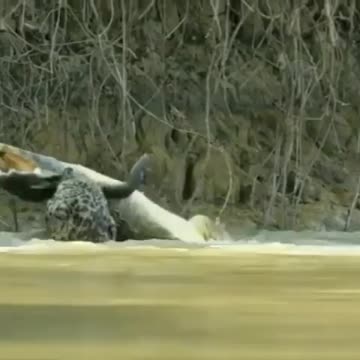 Crocodile is hunted!