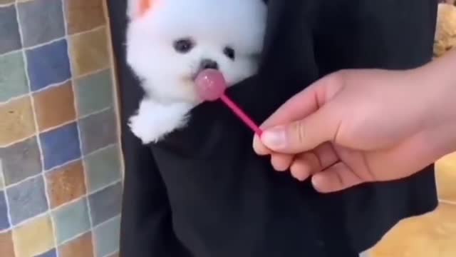 dog eats candy