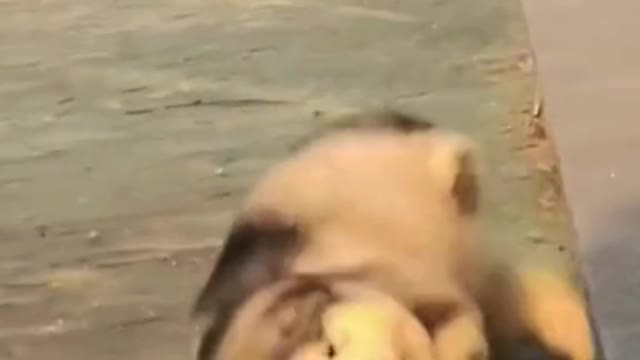 Cute Moments Of Animals 😲😊