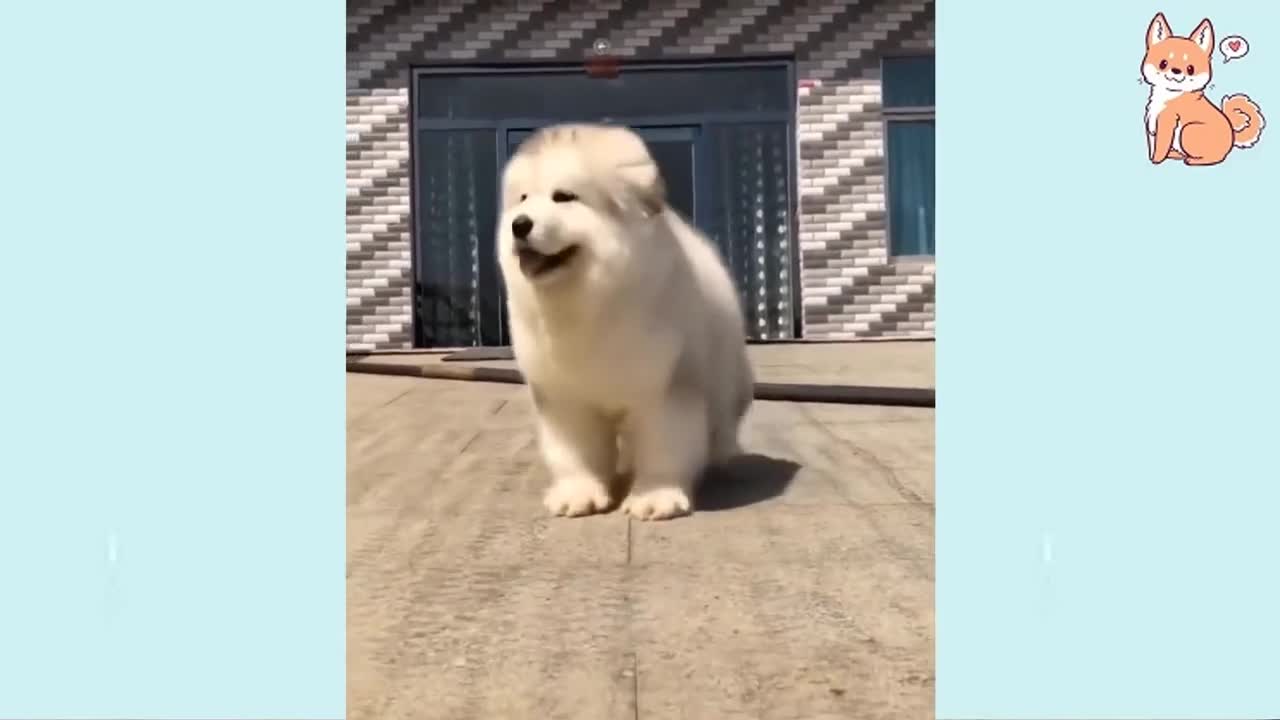 Best Funny Dog Videos - Try Not To Laugh