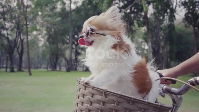 A dog on a walk