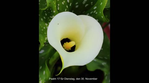 Psalm 17 für Dienstag, den 30. November