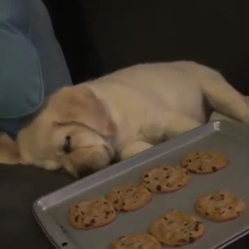 Deep sleeping dog | funny completion 😂😂😂