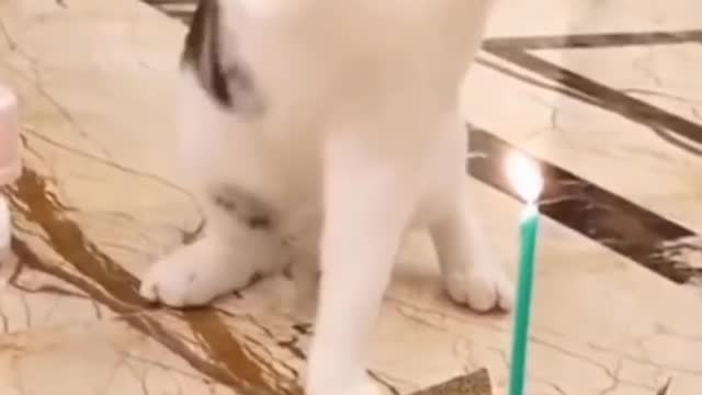 The cat's deadly battle with a burning candle