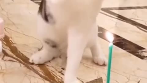 The cat's deadly battle with a burning candle