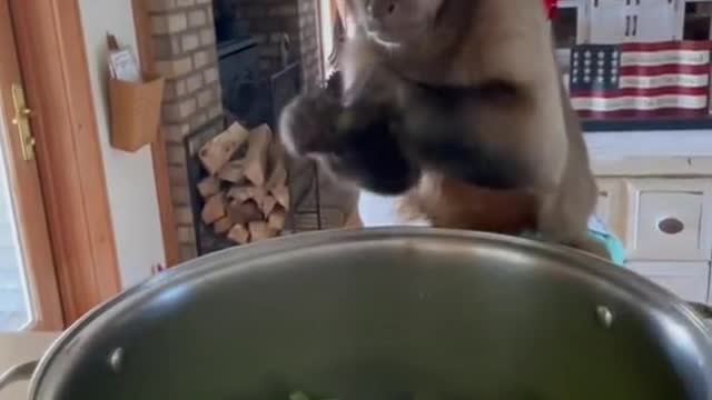 A cute little monkey cooks for you. Do you like it