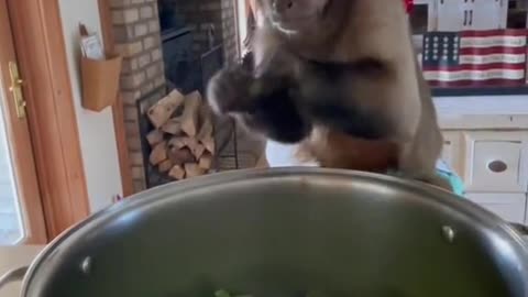 A cute little monkey cooks for you. Do you like it