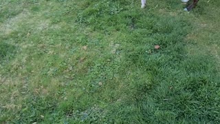 Little Frenchie, surrenders to pitbull in dramatic fashion