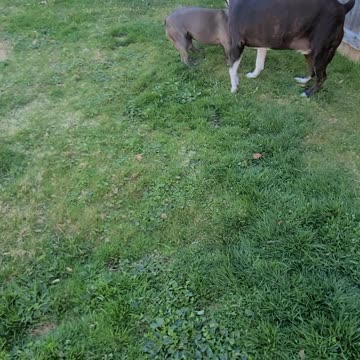 Little Frenchie, surrenders to pitbull in dramatic fashion