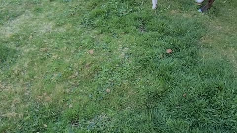 Little Frenchie, surrenders to pitbull in dramatic fashion
