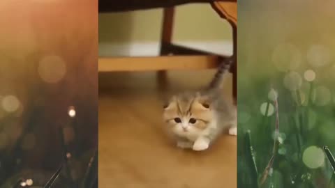 Funny and Cute Cat's Life l Cats and Owners are the best friends Videos part2