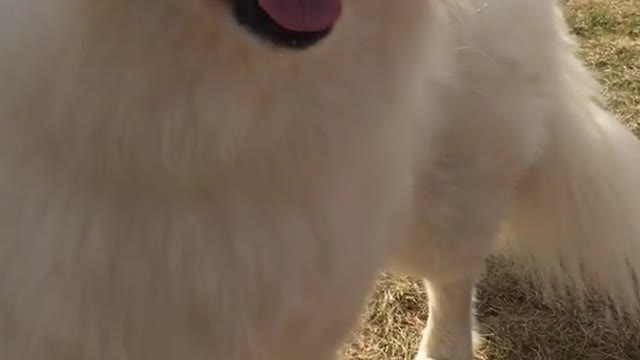 Fluffy white dog being scratched looking happy