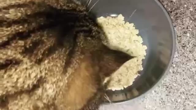 Cat cooking breakfast