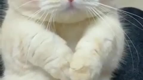 so cute cat 🐱♥️💞♥️♥️🥰💖😍## short