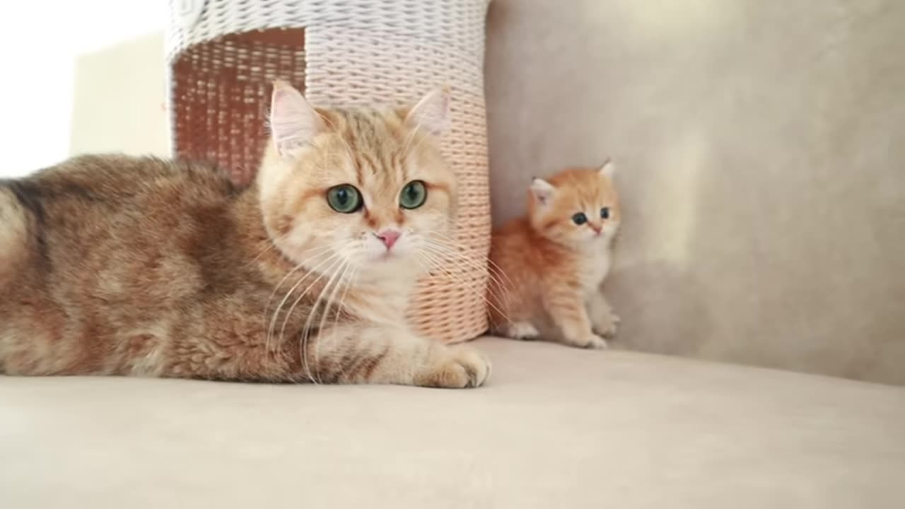 Mom Cat playing and talking to her Cute Meowing baby Kittens