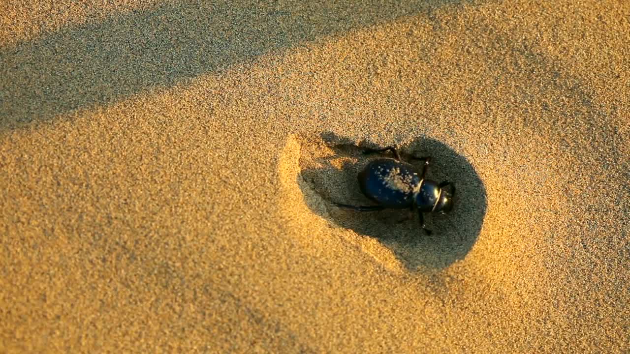 Beetle hiding in the sand