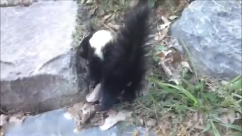 Skunk Compilation (cute animals)