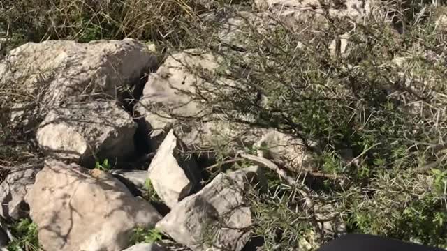 Mountain Goat Rescued from Rock Crevice