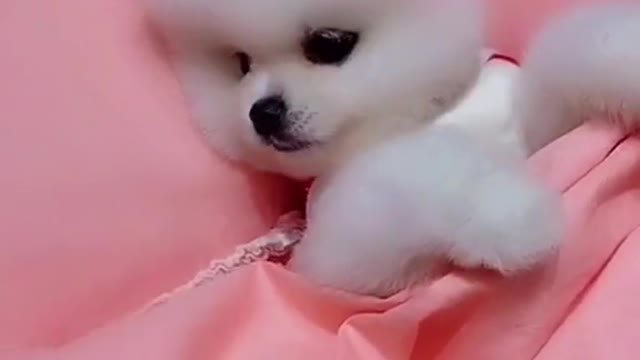 my cute baby dog going to sleep