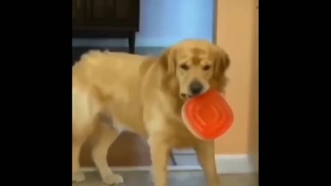 Funny Dog Videos 2022 It's time to LAUGH with Dog's