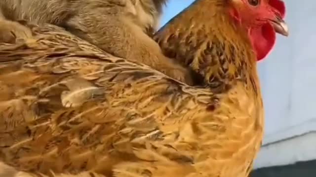 Funny Dog🐕 vs Hen🐓 Helping Video