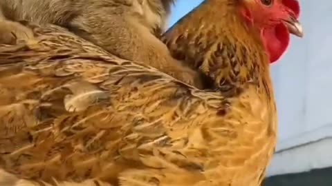 Funny Dog🐕 vs Hen🐓 Helping Video