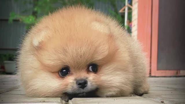 Baby Dogs - Cute and Funny Dog Videos Compilation 3 | Aww Animals